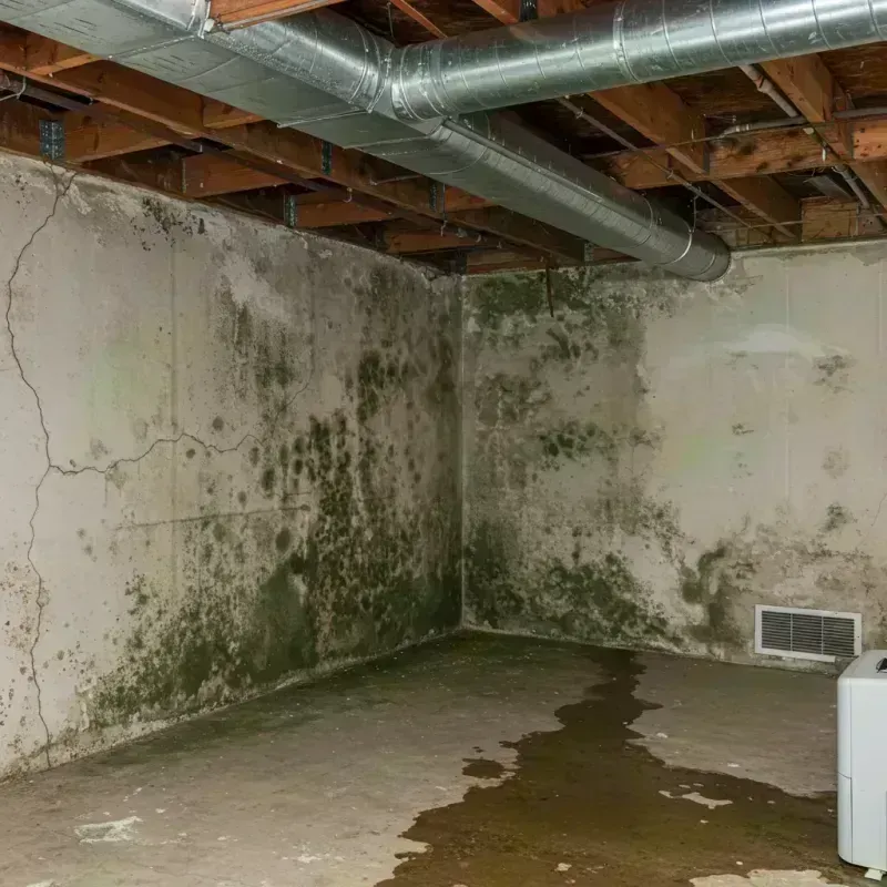 Professional Mold Removal in Huntington, WV